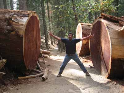 Early days: In the Grove of Giants. At the Mariposa Grove in Yosemite.